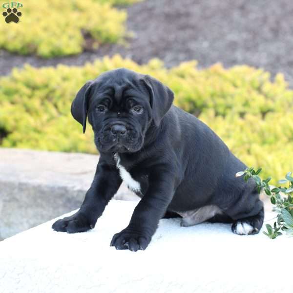 Dax, Cane Corso Puppy